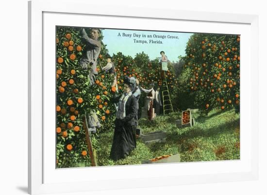 Tampa, Florida - Picking Oranges Scene-Lantern Press-Framed Premium Giclee Print