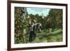 Tampa, Florida - Picking Oranges Scene-Lantern Press-Framed Premium Giclee Print