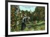 Tampa, Florida - Picking Oranges Scene-Lantern Press-Framed Premium Giclee Print