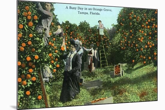 Tampa, Florida - Picking Oranges Scene-Lantern Press-Mounted Premium Giclee Print