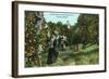 Tampa, Florida - Picking Oranges Scene-Lantern Press-Framed Art Print