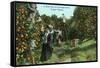 Tampa, Florida - Picking Oranges Scene-Lantern Press-Framed Stretched Canvas