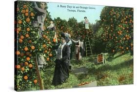 Tampa, Florida - Picking Oranges Scene-Lantern Press-Stretched Canvas
