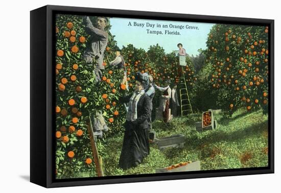 Tampa, Florida - Picking Oranges Scene-Lantern Press-Framed Stretched Canvas