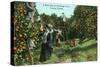 Tampa, Florida - Picking Oranges Scene-Lantern Press-Stretched Canvas