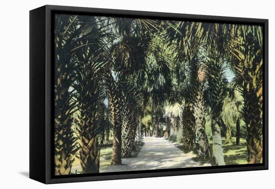 Tampa, Florida - View of Palmetto Walk-Lantern Press-Framed Stretched Canvas