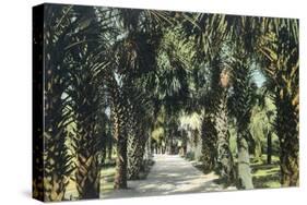 Tampa, Florida - View of Palmetto Walk-Lantern Press-Stretched Canvas