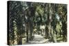 Tampa, Florida - View of Palmetto Walk-Lantern Press-Stretched Canvas