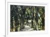 Tampa, Florida - View of Palmetto Walk-Lantern Press-Framed Art Print