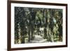 Tampa, Florida - View of Palmetto Walk-Lantern Press-Framed Art Print