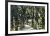 Tampa, Florida - View of Palmetto Walk-Lantern Press-Framed Art Print