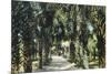 Tampa, Florida - View of Palmetto Walk-Lantern Press-Mounted Art Print