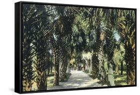 Tampa, Florida - View of Palmetto Walk-Lantern Press-Framed Stretched Canvas