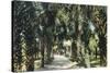 Tampa, Florida - View of Palmetto Walk-Lantern Press-Stretched Canvas