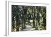 Tampa, Florida - View of Palmetto Walk-Lantern Press-Framed Art Print