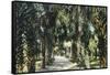 Tampa, Florida - View of Palmetto Walk-Lantern Press-Framed Stretched Canvas