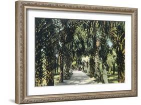 Tampa, Florida - View of Palmetto Walk-Lantern Press-Framed Art Print