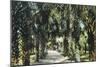 Tampa, Florida - View of Palmetto Walk-Lantern Press-Mounted Art Print