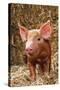 Tamworth Piglet in Straw-null-Stretched Canvas