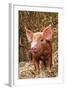 Tamworth Piglet in Straw-null-Framed Photographic Print