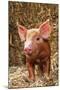 Tamworth Piglet in Straw-null-Mounted Photographic Print