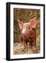 Tamworth Piglet in Straw-null-Framed Photographic Print