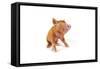 Tamworth Piglet on White Background-null-Framed Stretched Canvas