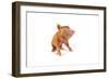 Tamworth Piglet on White Background-null-Framed Photographic Print