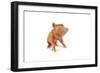 Tamworth Piglet on White Background-null-Framed Photographic Print