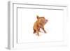 Tamworth Piglet on White Background-null-Framed Photographic Print