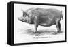 Tamworth Sow-null-Framed Stretched Canvas