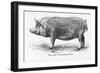 Tamworth Sow-null-Framed Photographic Print