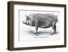 Tamworth Sow-null-Framed Photographic Print