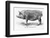 Tamworth Sow-null-Framed Photographic Print