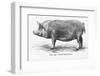 Tamworth Sow-null-Framed Photographic Print