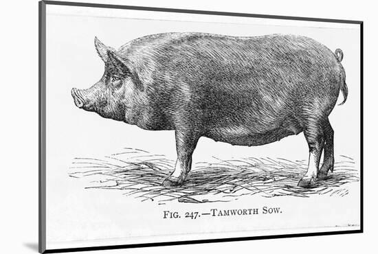 Tamworth Sow-null-Mounted Photographic Print