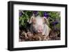 Tan and White Piglet in Oak Leaves, Purple Petunias, Sycamore, Illinois, USA-Lynn M^ Stone-Framed Photographic Print