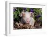 Tan and White Piglet in Oak Leaves, Purple Petunias, Sycamore, Illinois, USA-Lynn M^ Stone-Framed Photographic Print