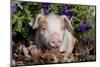 Tan and White Piglet in Oak Leaves, Purple Petunias, Sycamore, Illinois, USA-Lynn M^ Stone-Mounted Photographic Print