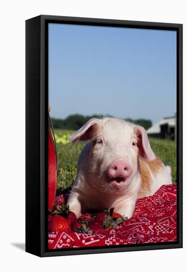 Tan and White Piglet Oinking, with Strawberries, Sycamore, Illinois, USA-Lynn M^ Stone-Framed Stretched Canvas