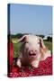 Tan and White Piglet Oinking, with Strawberries, Sycamore, Illinois, USA-Lynn M^ Stone-Stretched Canvas