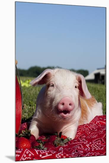 Tan and White Piglet Oinking, with Strawberries, Sycamore, Illinois, USA-Lynn M^ Stone-Mounted Premium Photographic Print