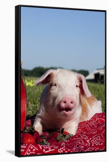 Tan and White Piglet Oinking, with Strawberries, Sycamore, Illinois, USA-Lynn M^ Stone-Framed Stretched Canvas