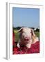 Tan and White Piglet Oinking, with Strawberries, Sycamore, Illinois, USA-Lynn M^ Stone-Framed Photographic Print