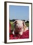 Tan and White Piglet Oinking, with Strawberries, Sycamore, Illinois, USA-Lynn M^ Stone-Framed Photographic Print