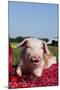 Tan and White Piglet Oinking, with Strawberries, Sycamore, Illinois, USA-Lynn M^ Stone-Mounted Photographic Print