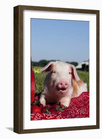 Tan and White Piglet Oinking, with Strawberries, Sycamore, Illinois, USA-Lynn M^ Stone-Framed Photographic Print