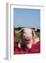 Tan and White Piglet Oinking, with Strawberries, Sycamore, Illinois, USA-Lynn M^ Stone-Framed Photographic Print