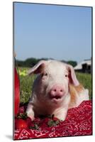 Tan and White Piglet Oinking, with Strawberries, Sycamore, Illinois, USA-Lynn M^ Stone-Mounted Photographic Print