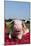 Tan and White Piglet Oinking, with Strawberries, Sycamore, Illinois, USA-Lynn M^ Stone-Mounted Photographic Print